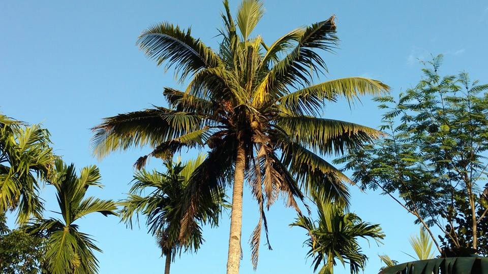 Punnala