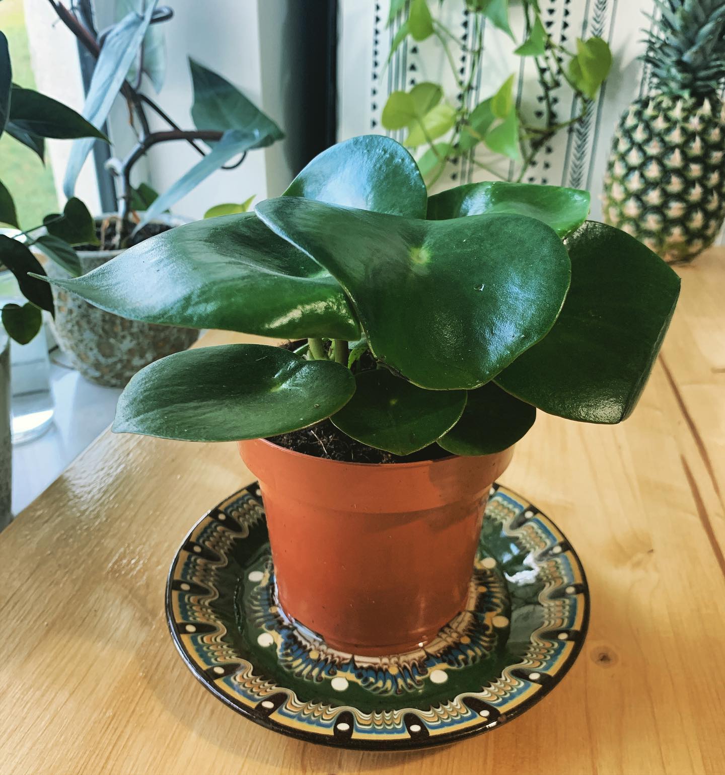 The Ugly Science Blog - So, I needed a new plant (don’t we all?) 🪴and ...