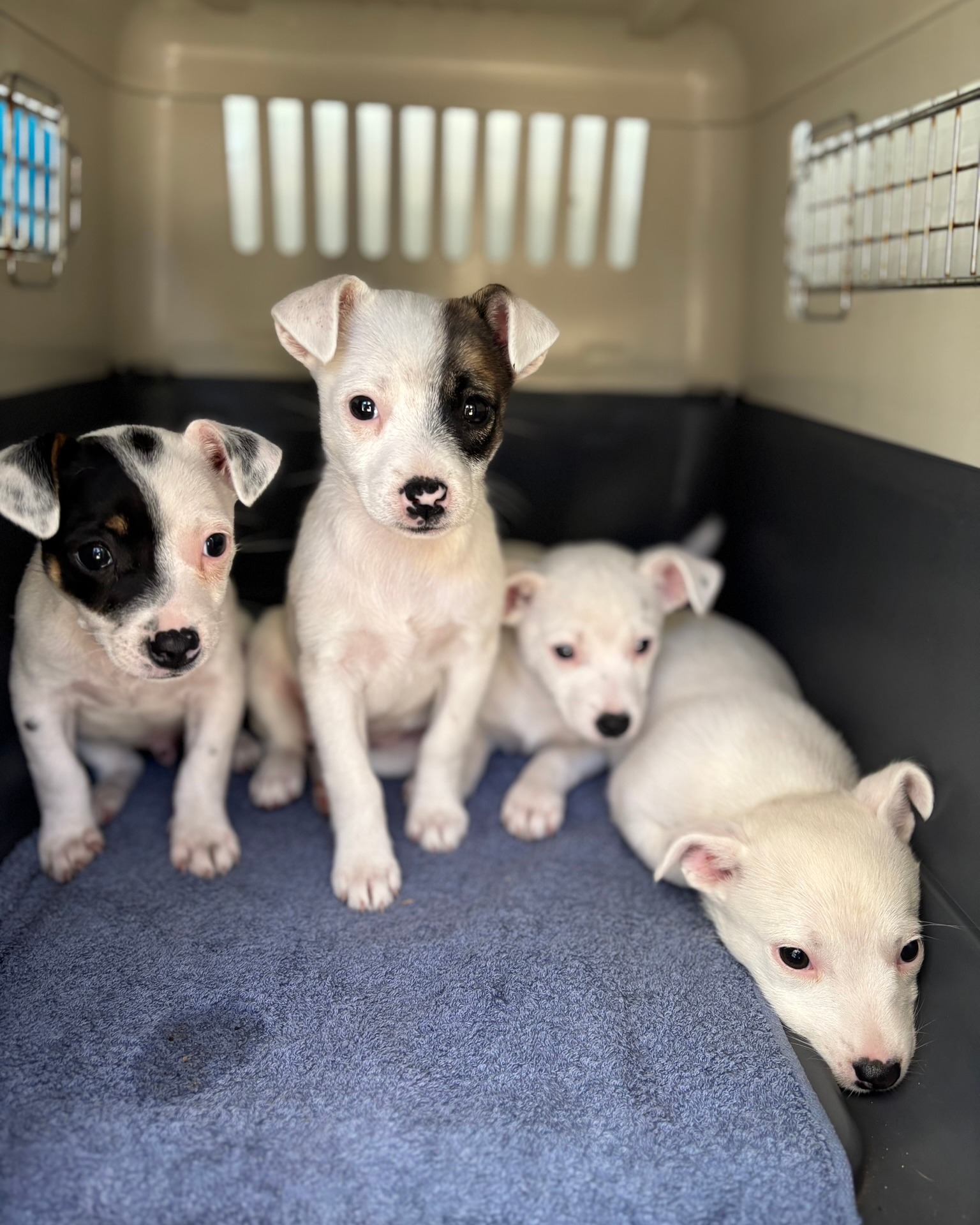 RSPCA WA - RSPCA WA added a new photo — at Sir James...