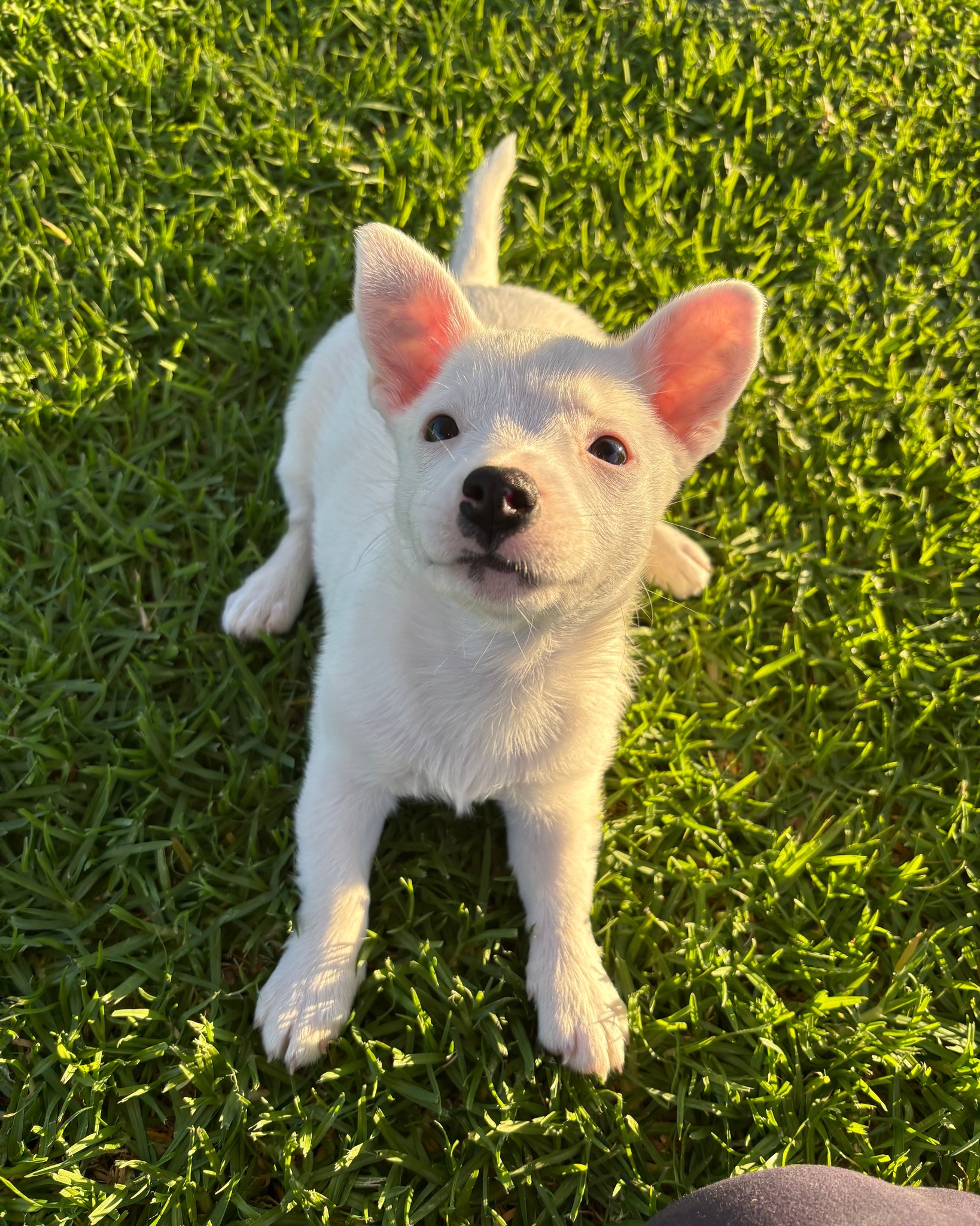 RSPCA WA - RSPCA WA added a new photo — at Sir James...