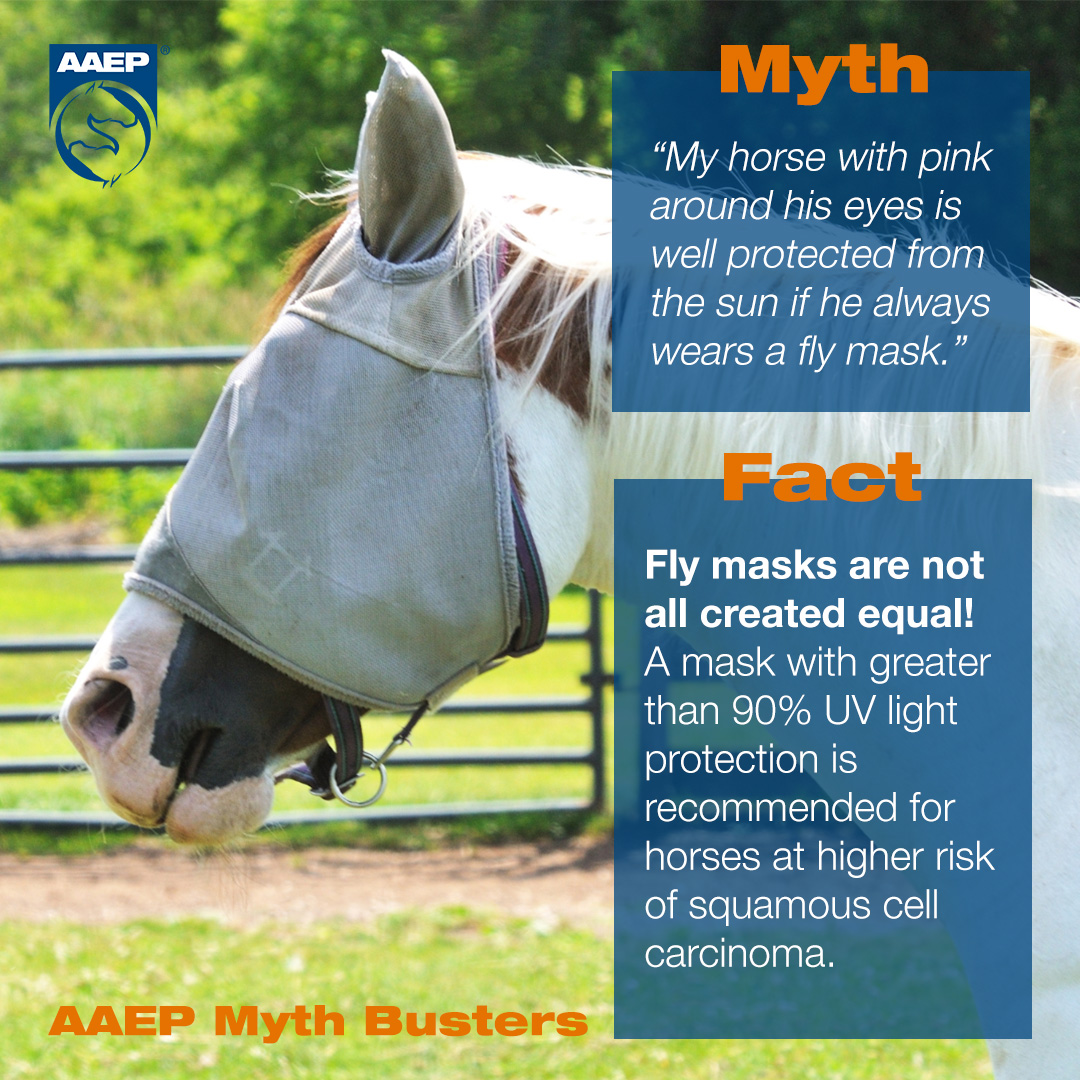 American - Hot weather puts horses at risk not only for dehydration and ...