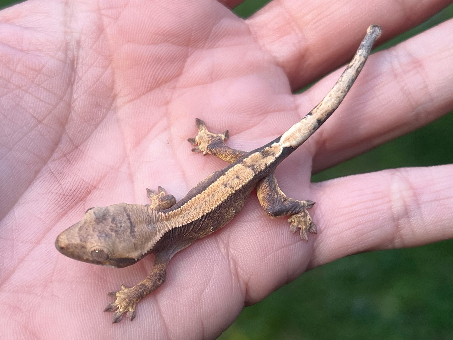 Aspiro Geckos