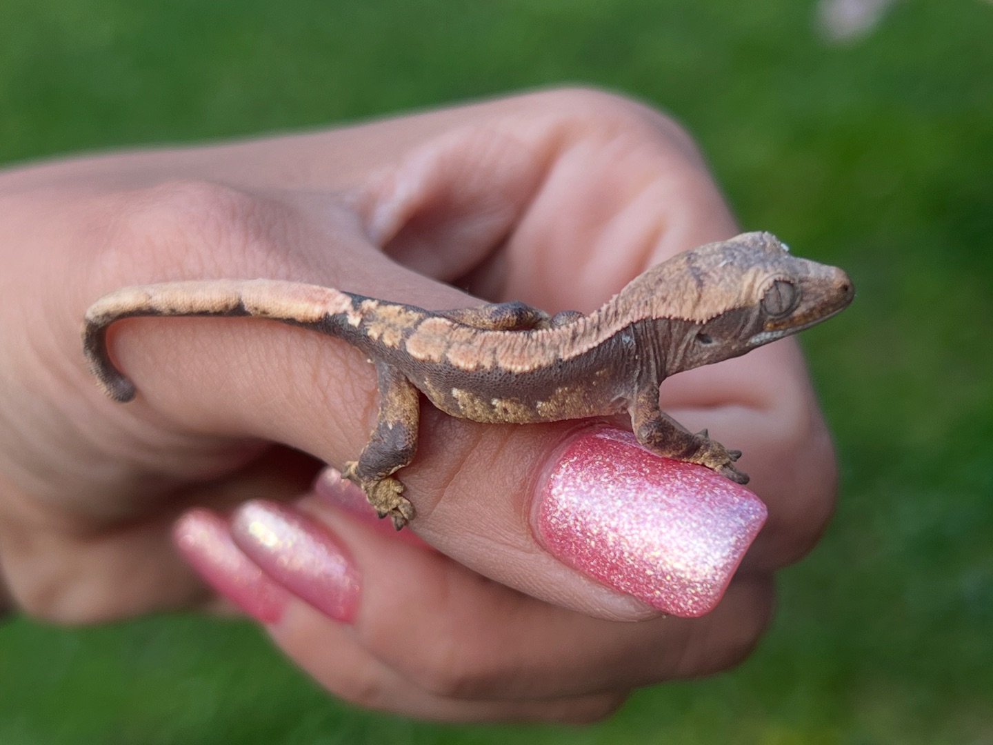 Aspiro Geckos