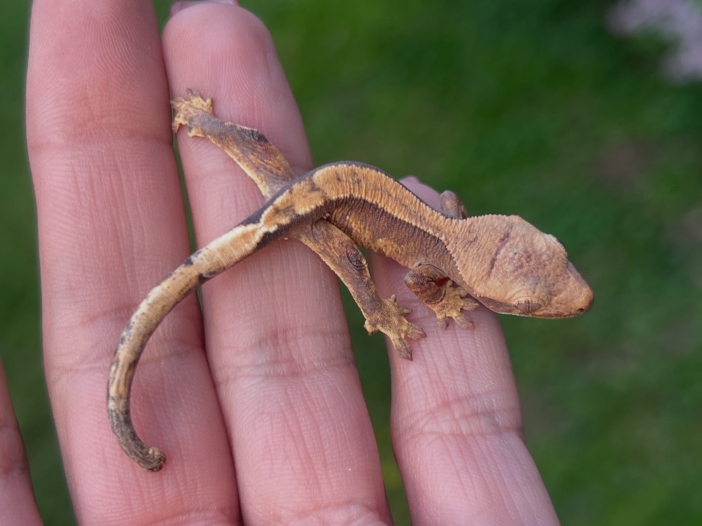 Aspiro Geckos
