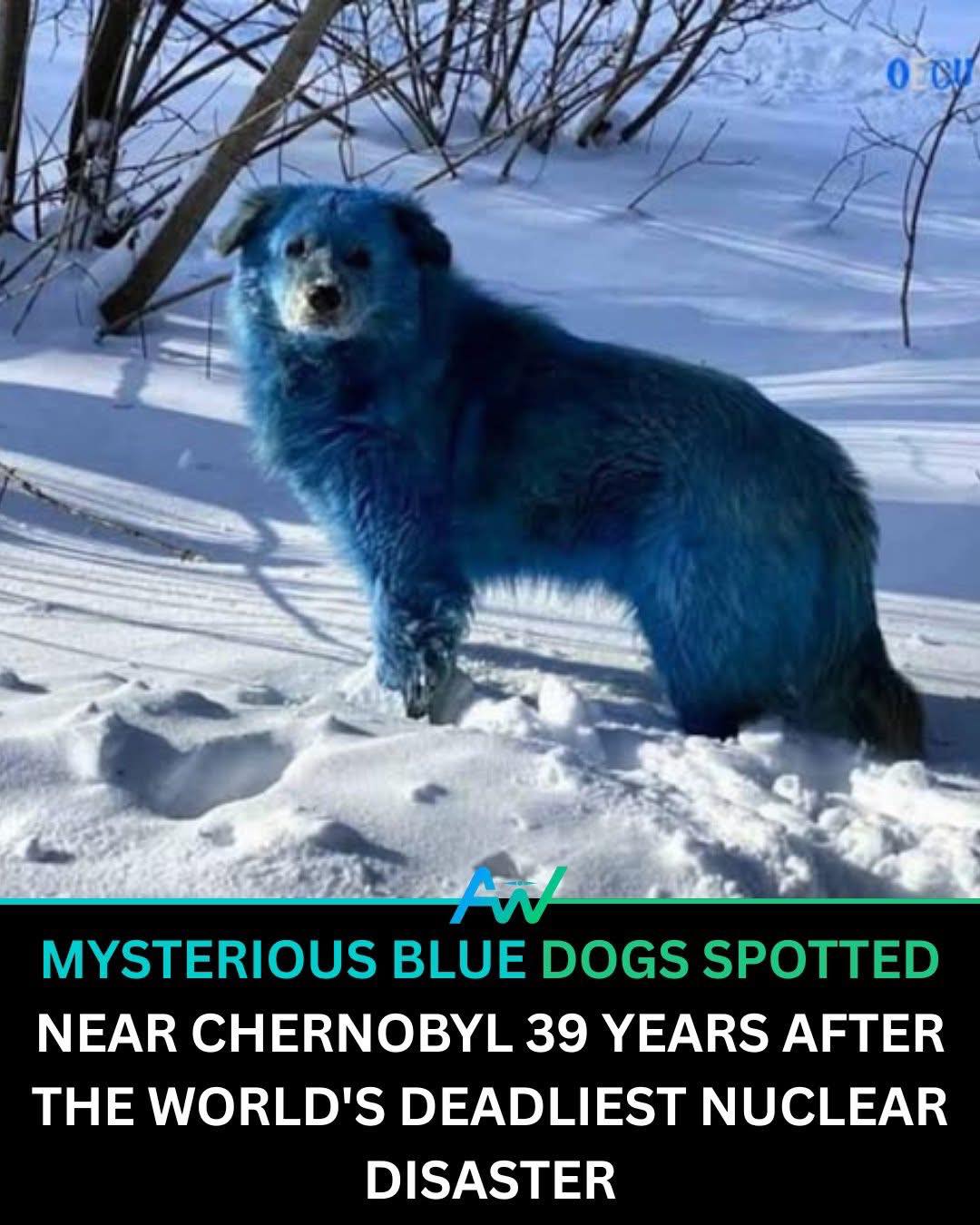 GOOD WOLF - The Blue Dogs of Chernobyl — A Chilling... | Facebook