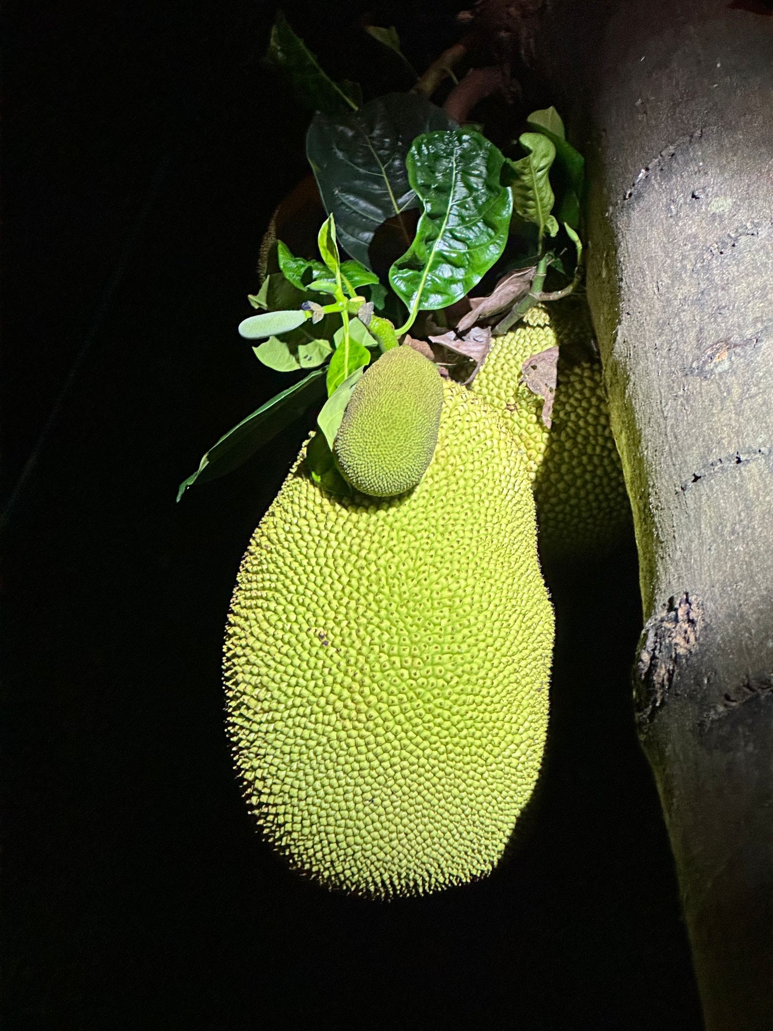 大樹菠蘿節 Jackfruit Festival | Hong Kong Hong Kong