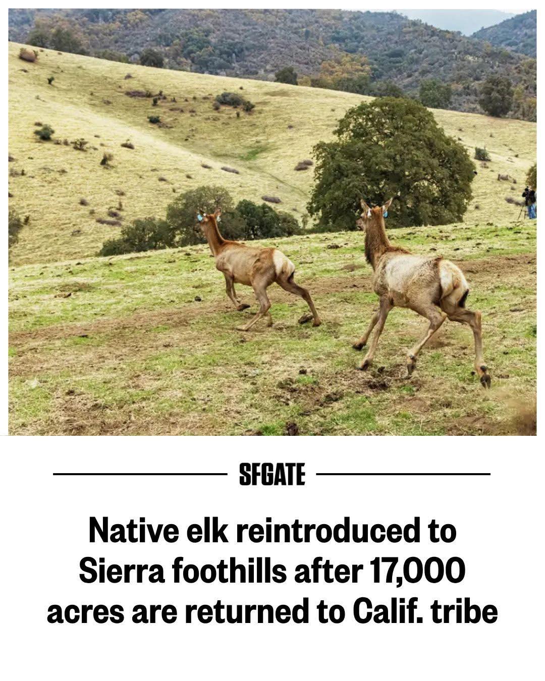 GOOD - Native elk reintroduced to Sierra foothills after 17,000 acres ...