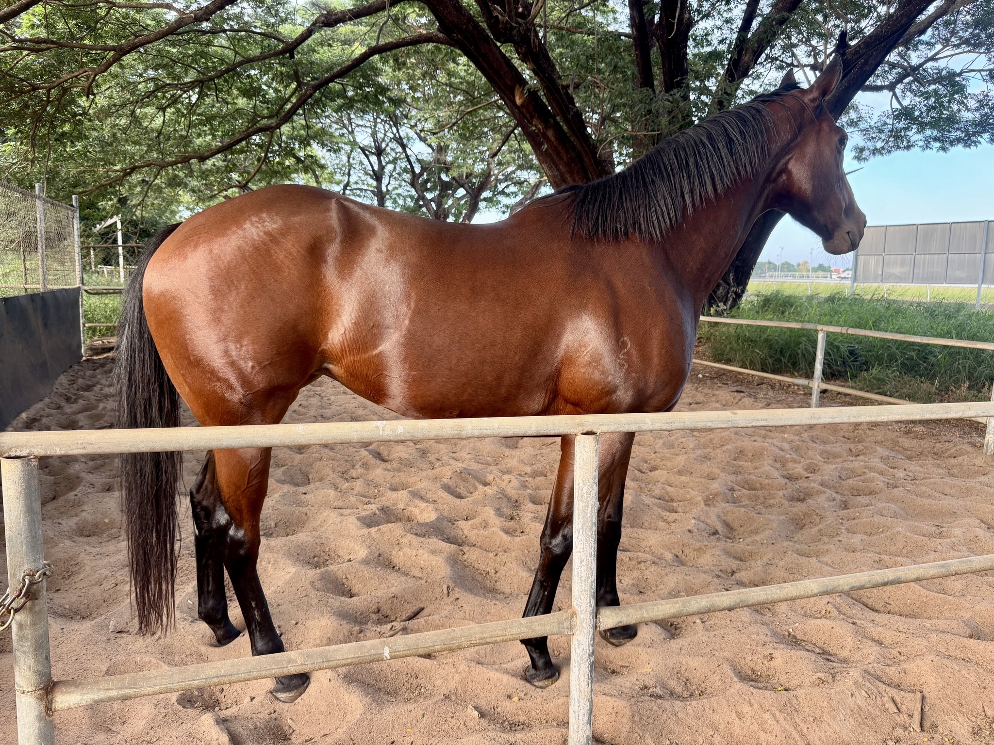 Clarke Racing Stables added a new... - Clarke Racing Stables