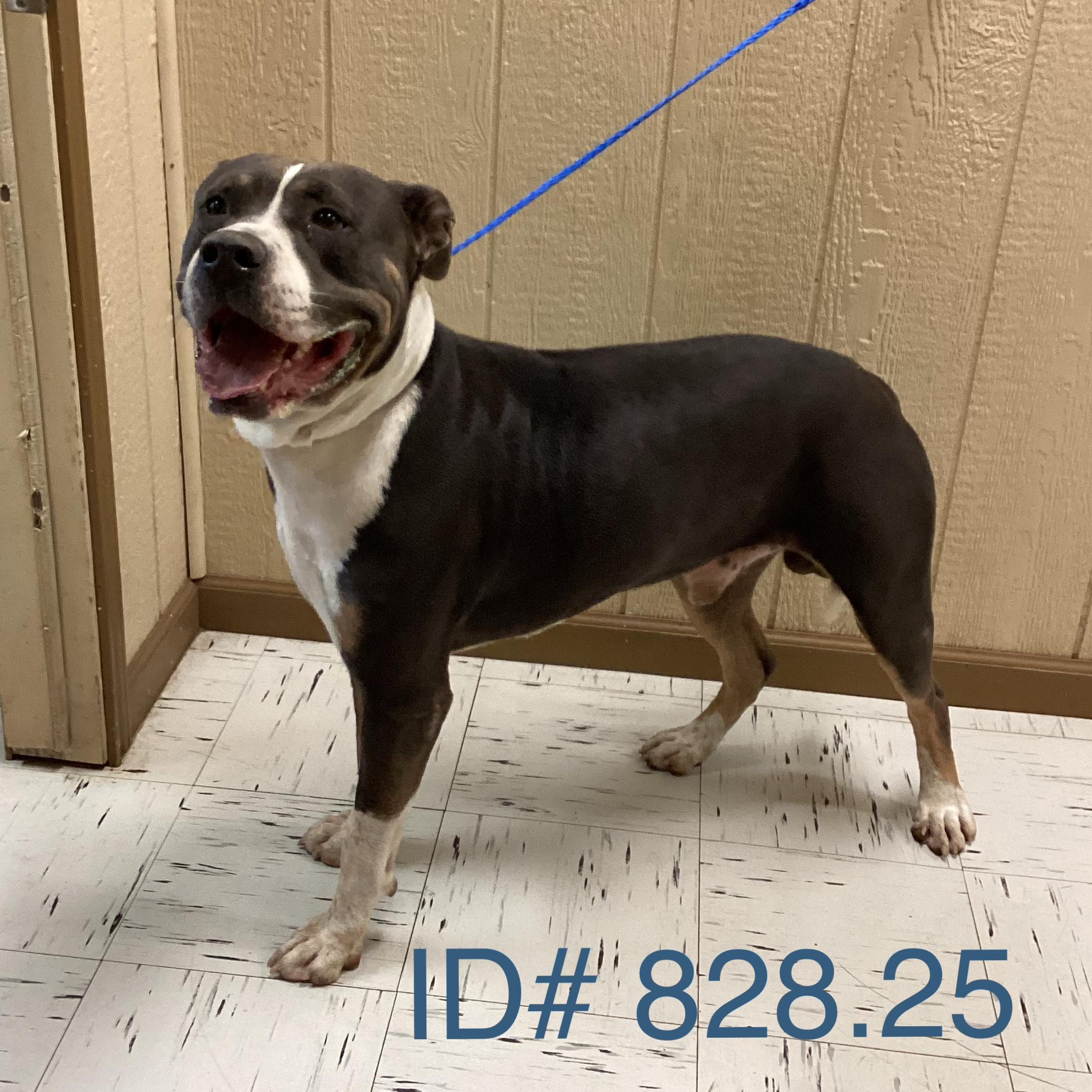 Kerr - Rescue Adopted 11-5-25 Thunder has been adopted by a rescue and ...