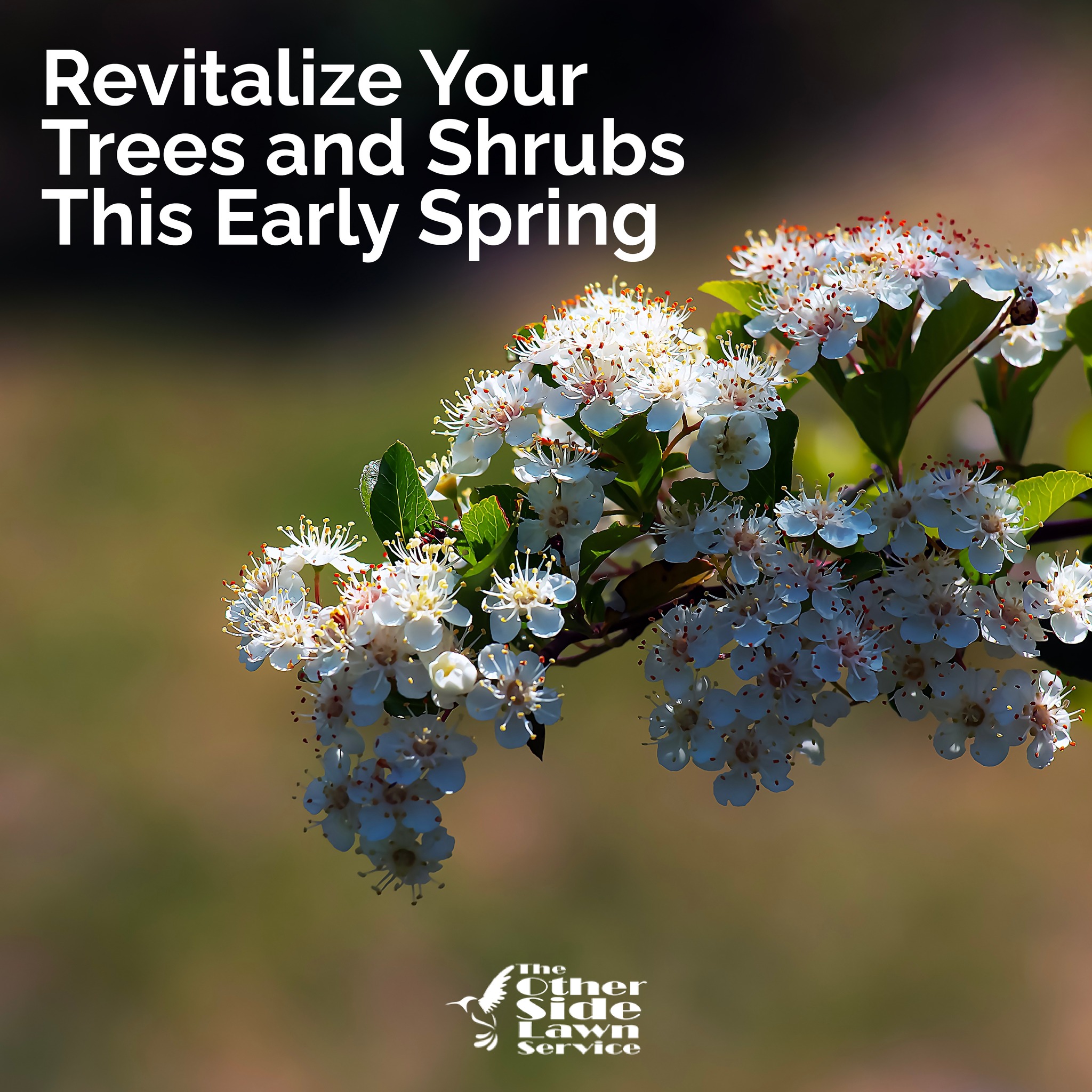 The Other - Give your trees and shrubs the care they need to thrive ...