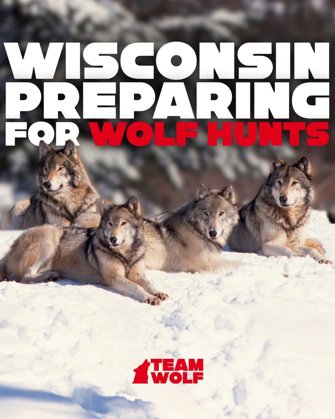 GOOD WOLF - Wisconsin just finalized new wolf hunting and... | Facebook