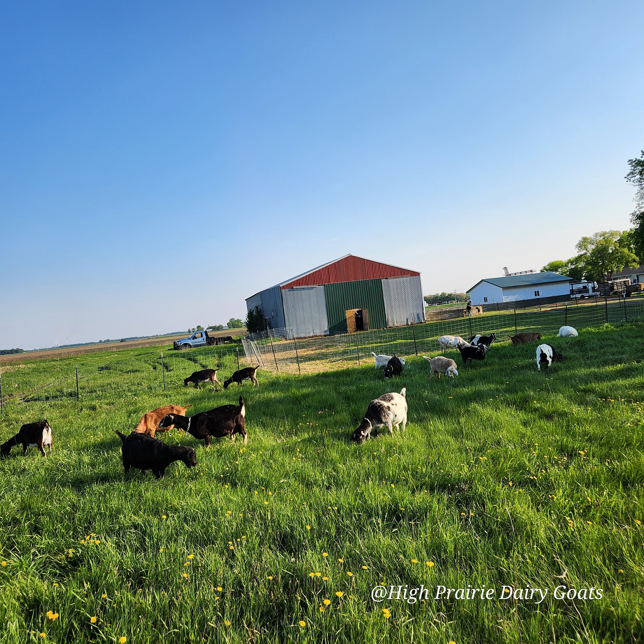 High Prairie Dairy Goats