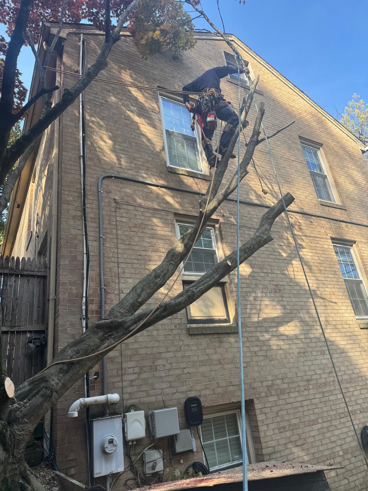 Super Express Tree Care & Landscaping LLC | Rockville MD