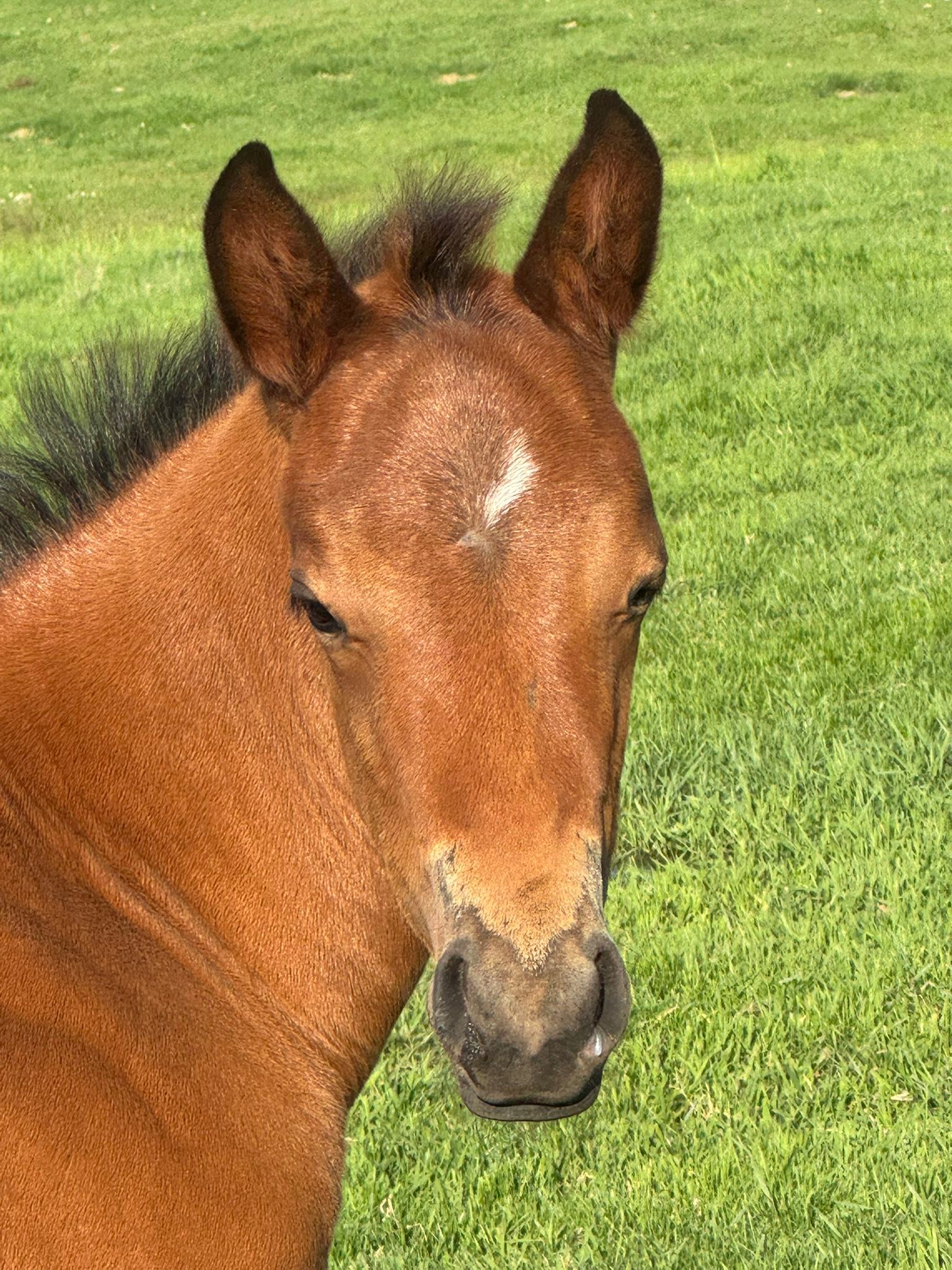 triple-g-livestock-triple-g-livestock-quarter-horses