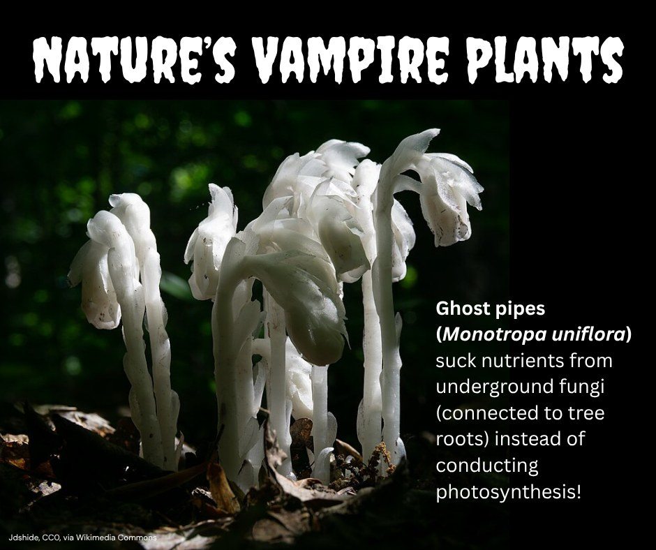 Virginia - This spooky plant doesn't conduct photosynthesis 😱 Instead ...