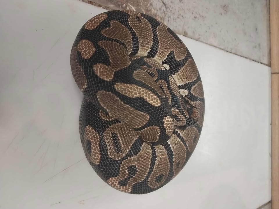 Photo inspiration: Birthing And Weaning Of Ball Pythons Reference: Herps Bp506 Is A 2 Year Old Apparent Male Normal