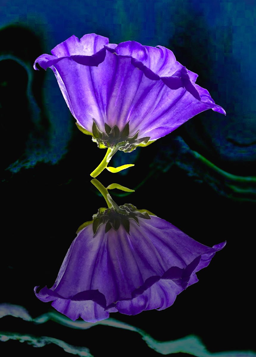 Shell Hanan Photo