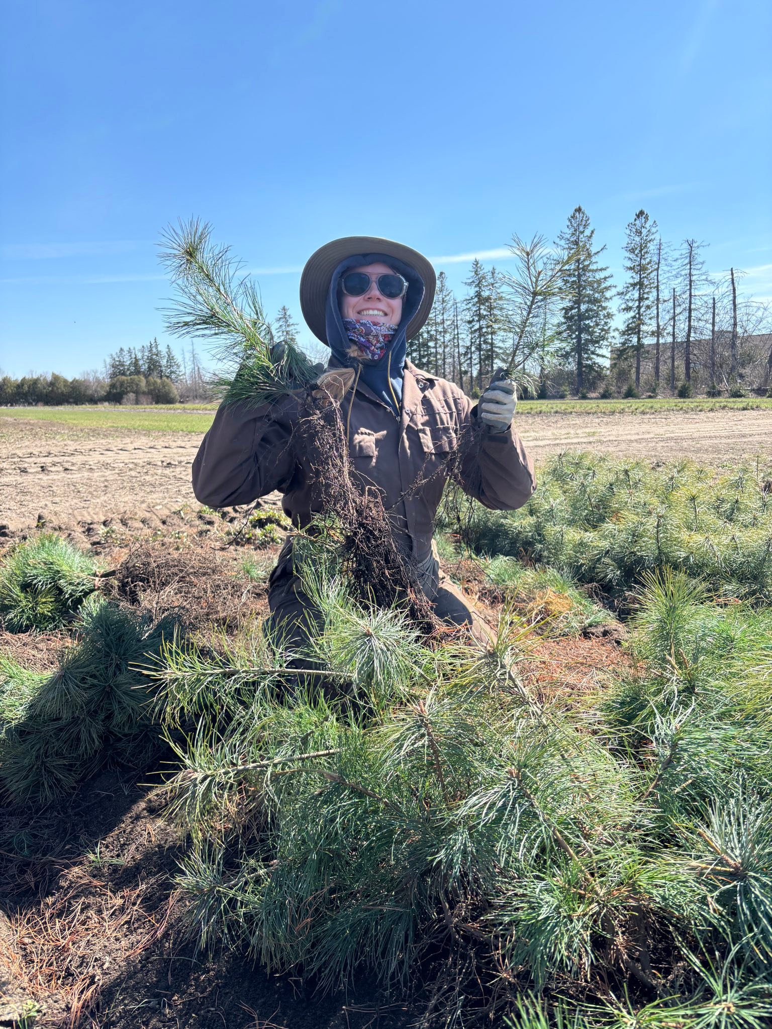 Ferguson - Tree seedling Spring lift 2025 is complete! Thank you staff ...