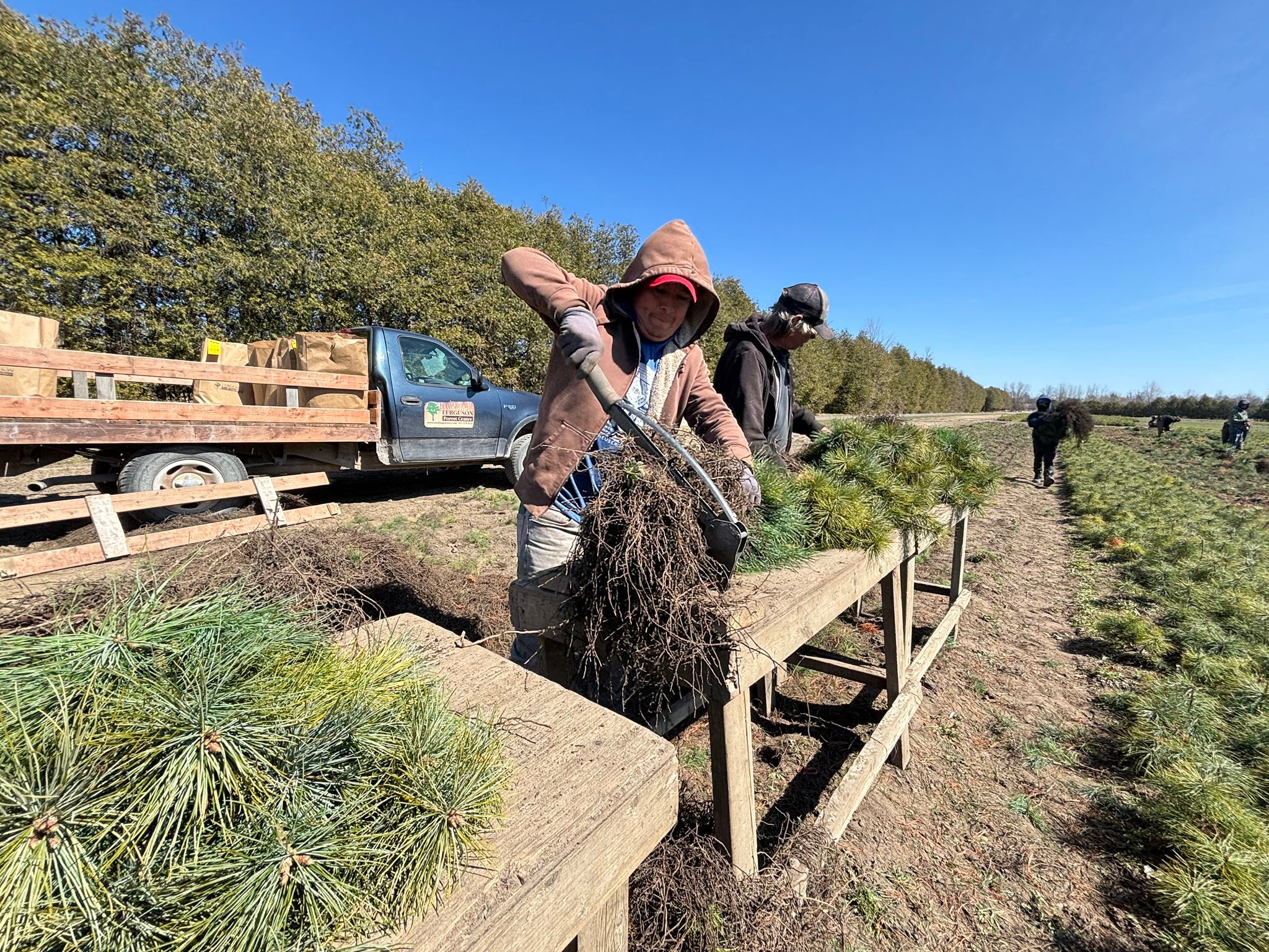 Ferguson - Tree seedling Spring lift 2025 is complete! Thank you staff ...