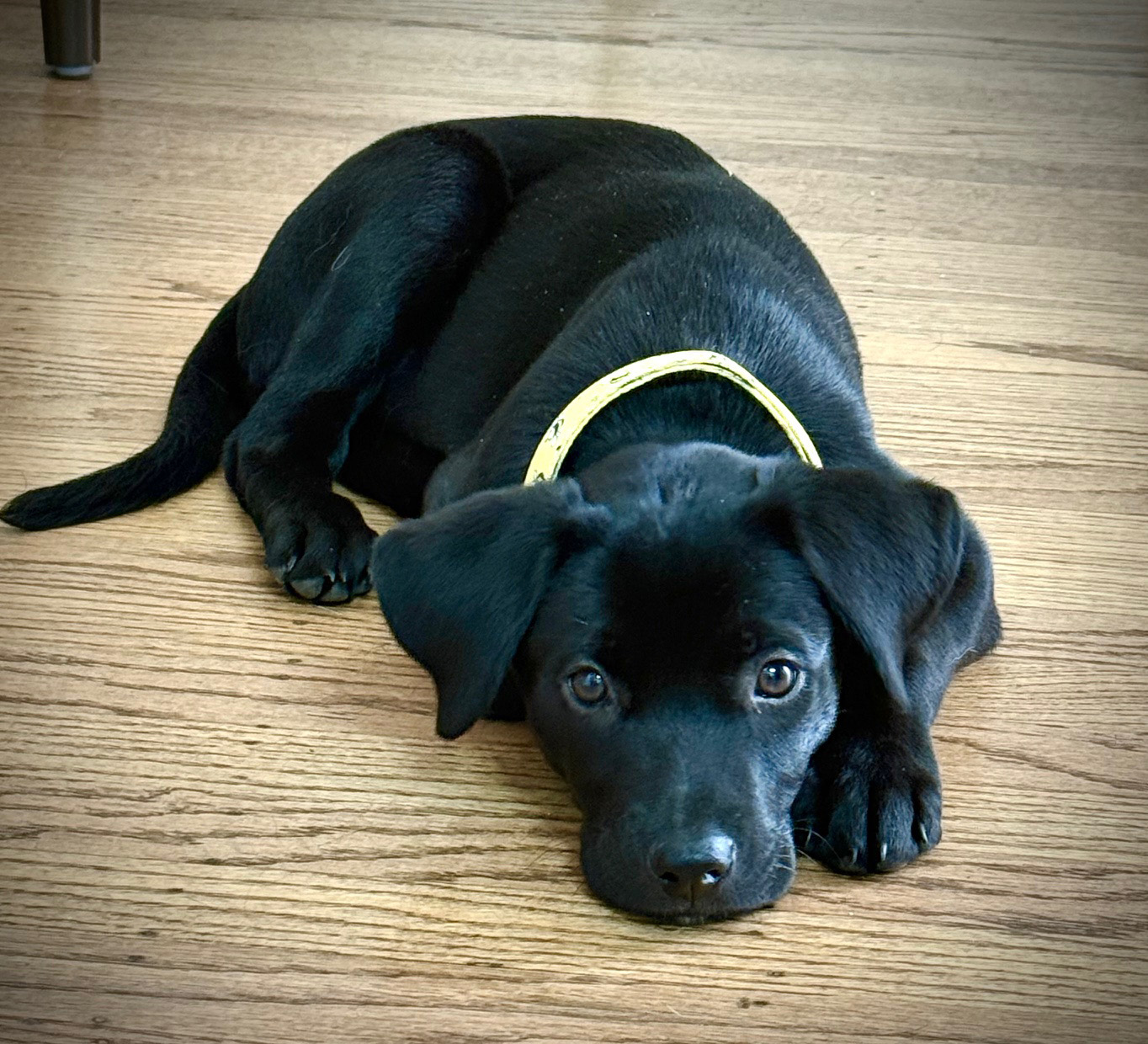 Golden Gate... - Golden Gate Labrador Retriever Rescue