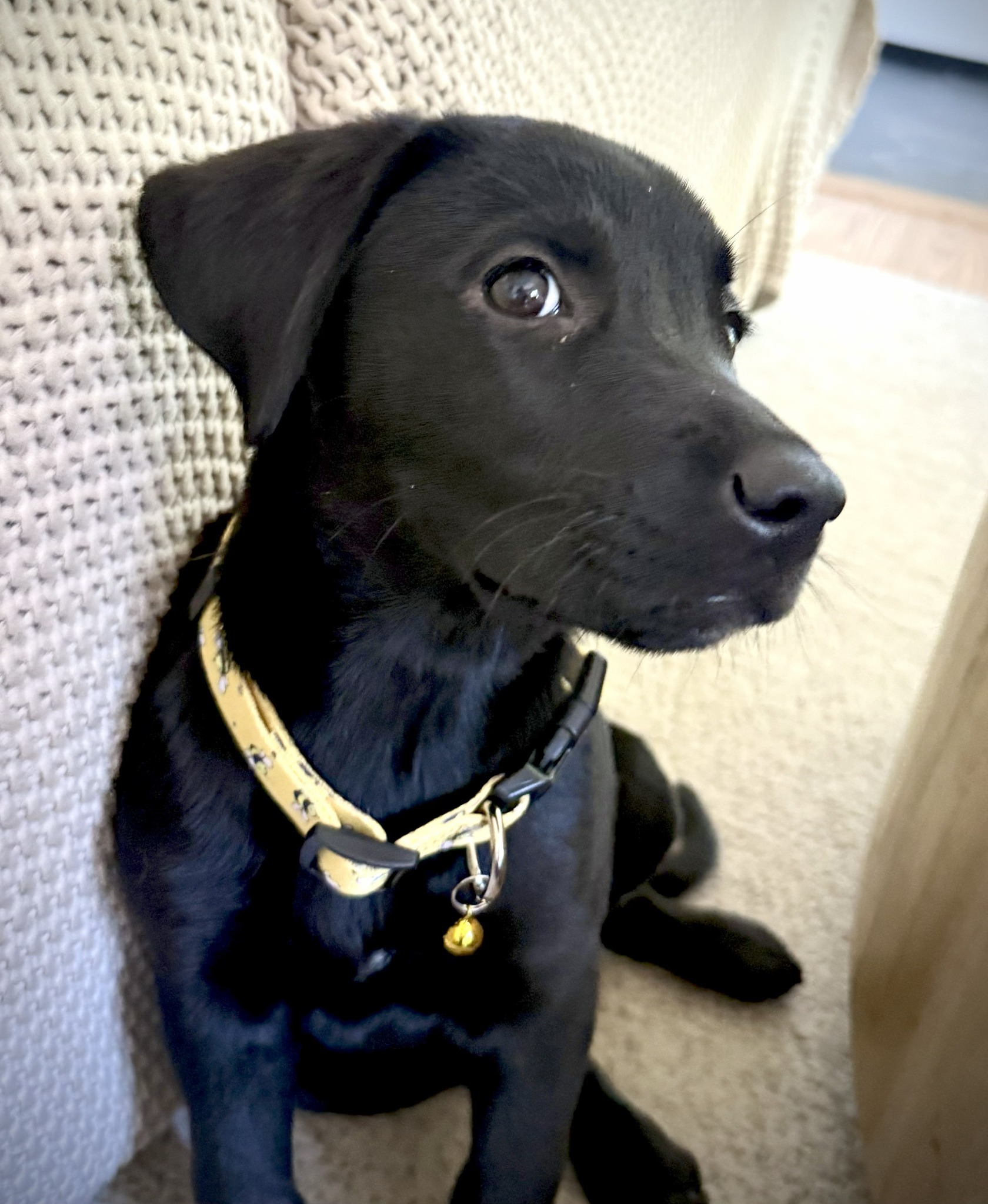 Golden Gate... - Golden Gate Labrador Retriever Rescue