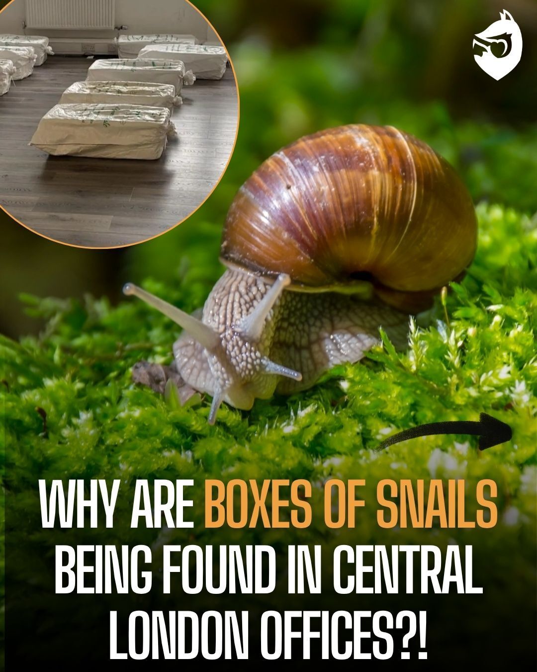 Protect - 🐌 In what might be Britain’s weirdest tax dodge yet… Boxes of ...