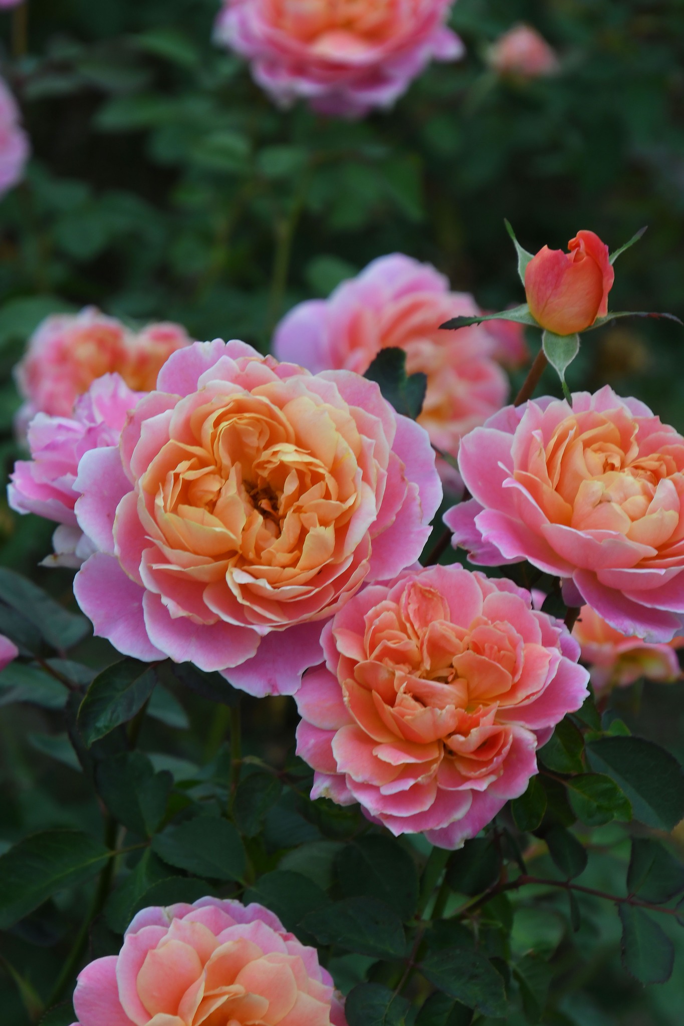 バラの家 - タペストリー Tapestry オレンジからピンクの色彩豊かな花色に先端がとがる花弁のロゼット咲き 中輪房咲き ティの芳香 ...