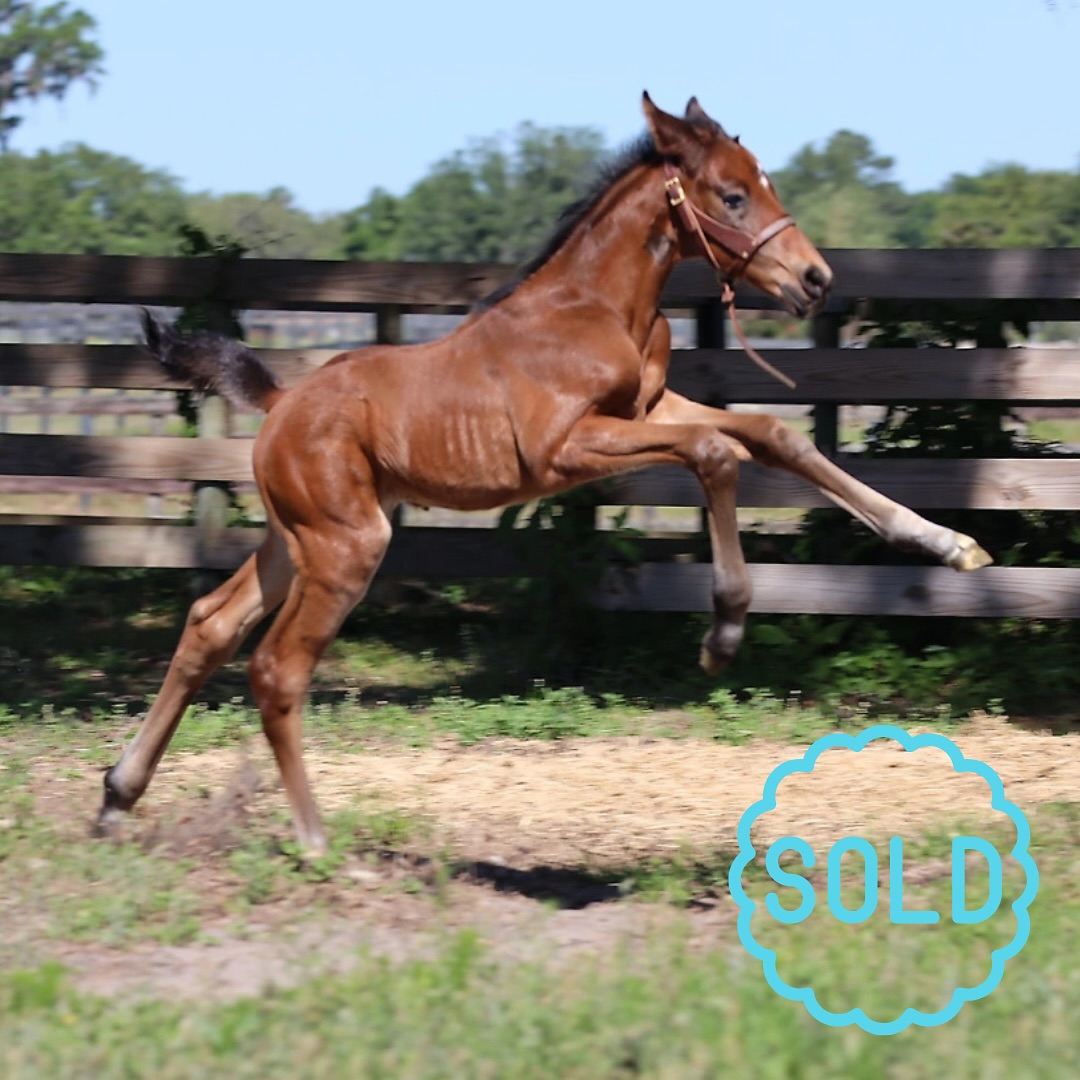 Willow Tree Warmbloods | Reddick FL
