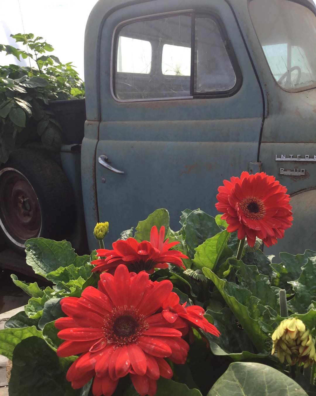 Rustic Roots Greenhouse | La Crete AB