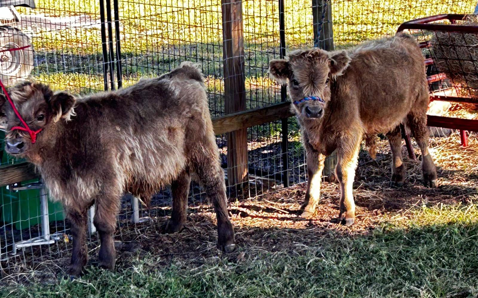 Salazar Heartland Ranch. | Sebring FL