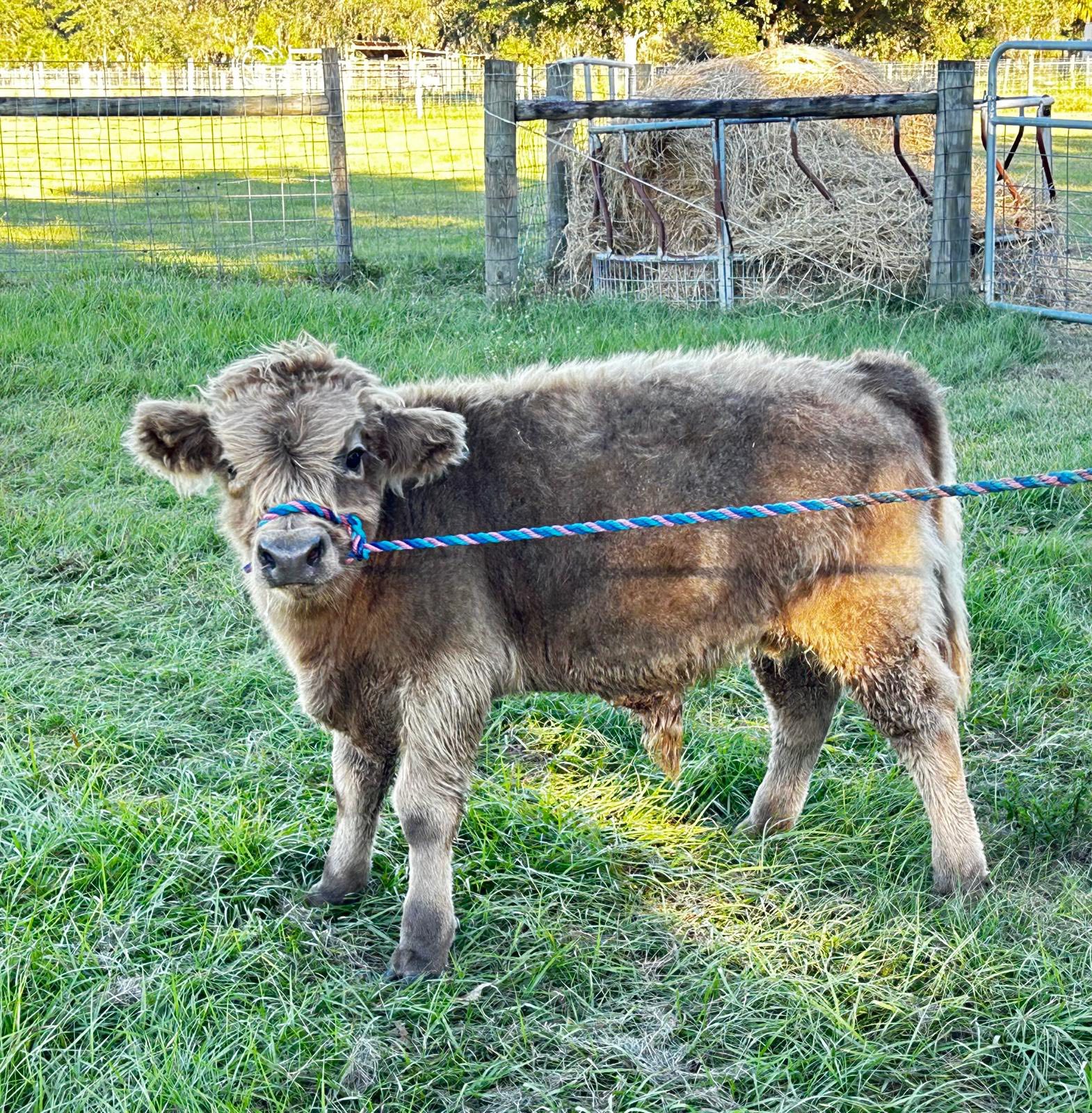 Salazar Heartland Ranch. | Sebring FL