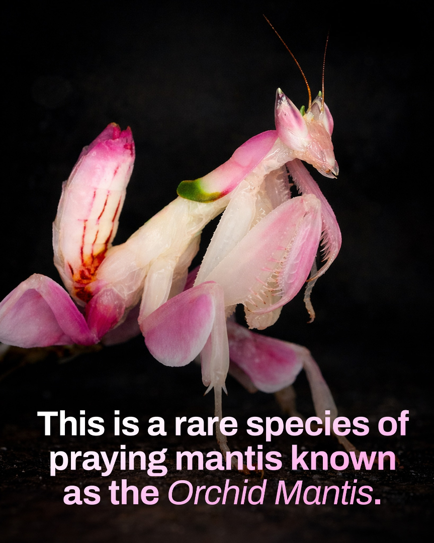 The beauty - The orchid mantis (Hymenopus coronatus) is a rare and ...