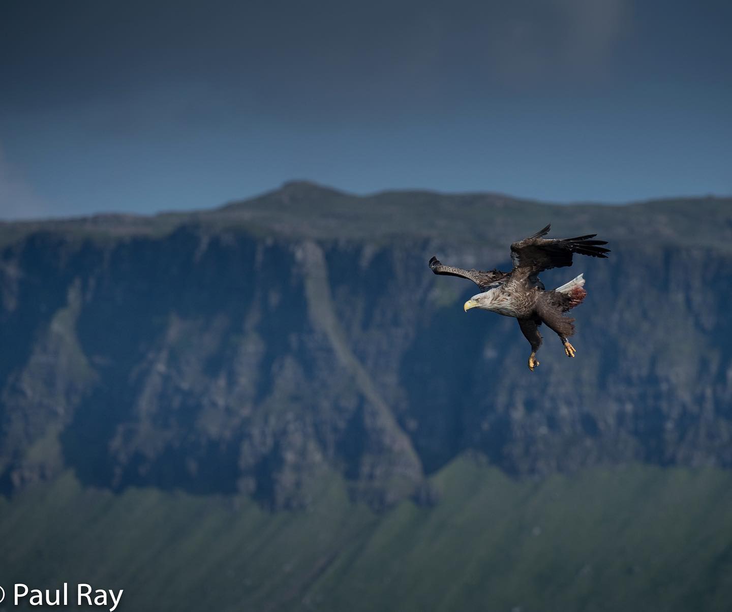 Wildworldimages - White Tailed Sea Eagle. Taken on the Isle Of Mull ...