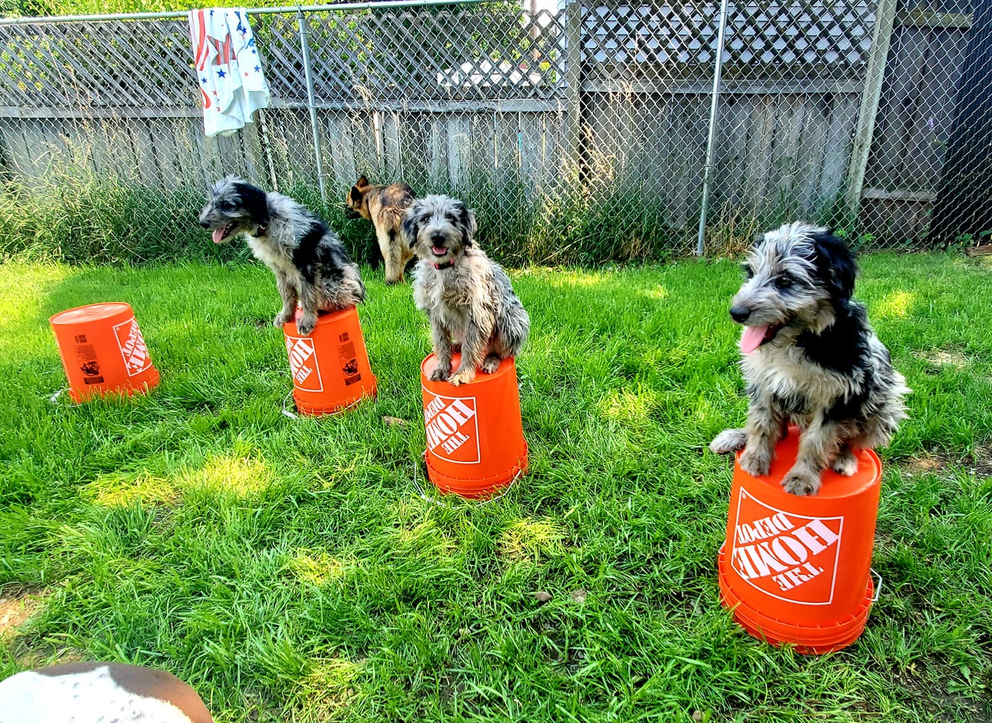 At Modified K9, we know all dogs are... - Modified K9 Corp. | Facebook