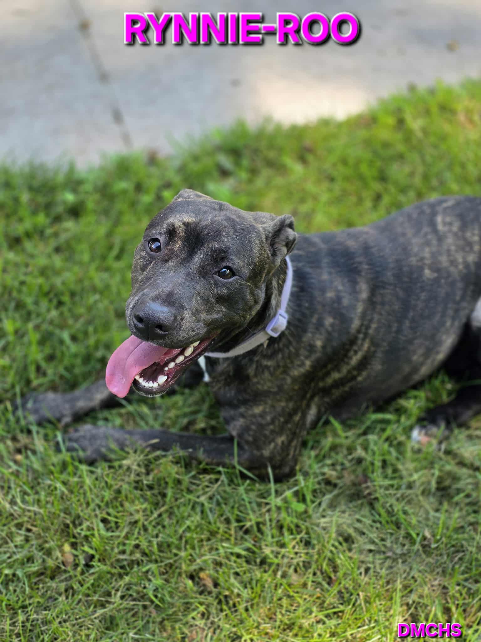 Des - Rynnie-Roo is a 10 month old female German Shepherd Pit bull mix ...