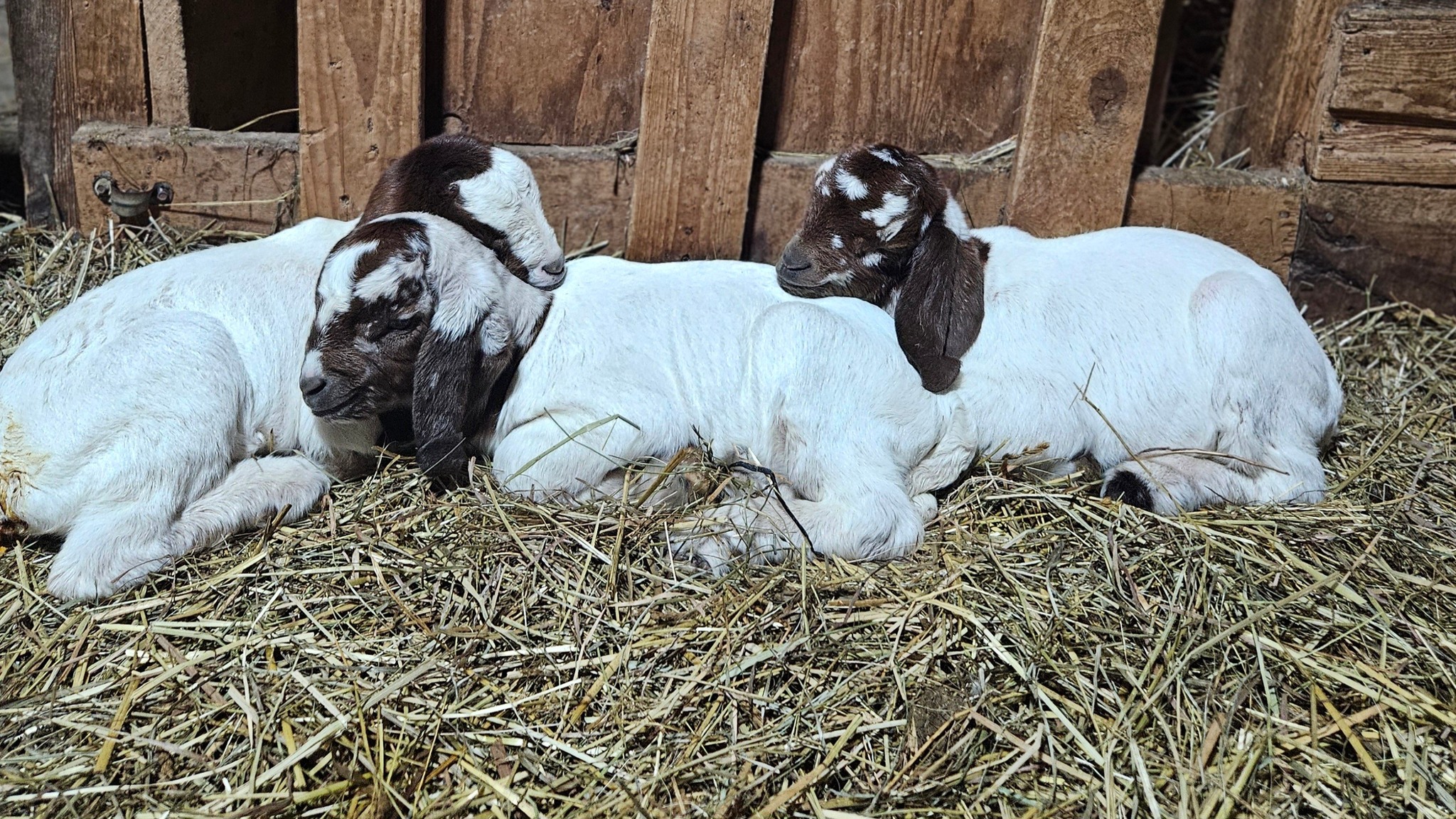 Windy Ridge Farm
