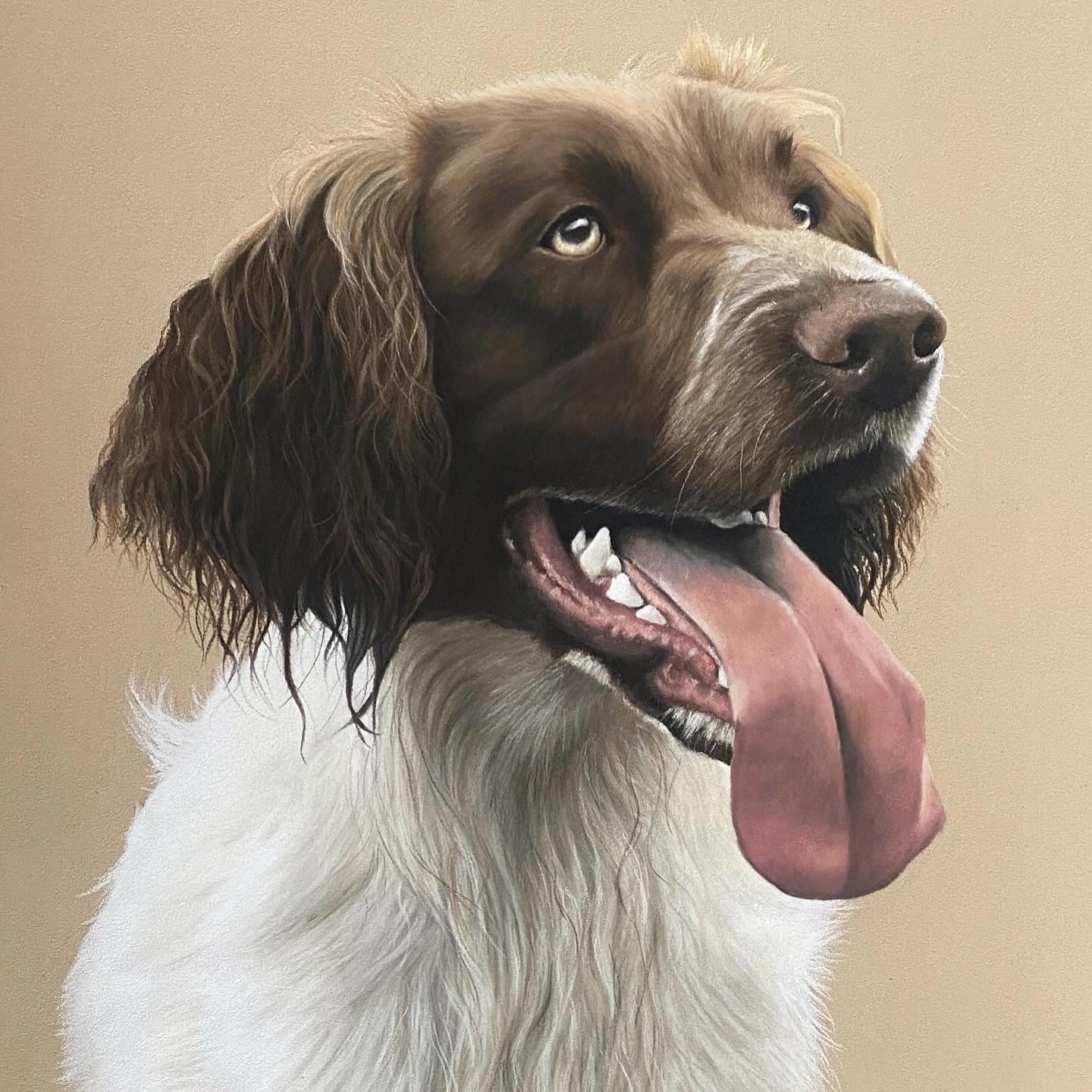 🌸 **Previous Commissions: Springer Spaniels** 🌸 I absolutely love ...