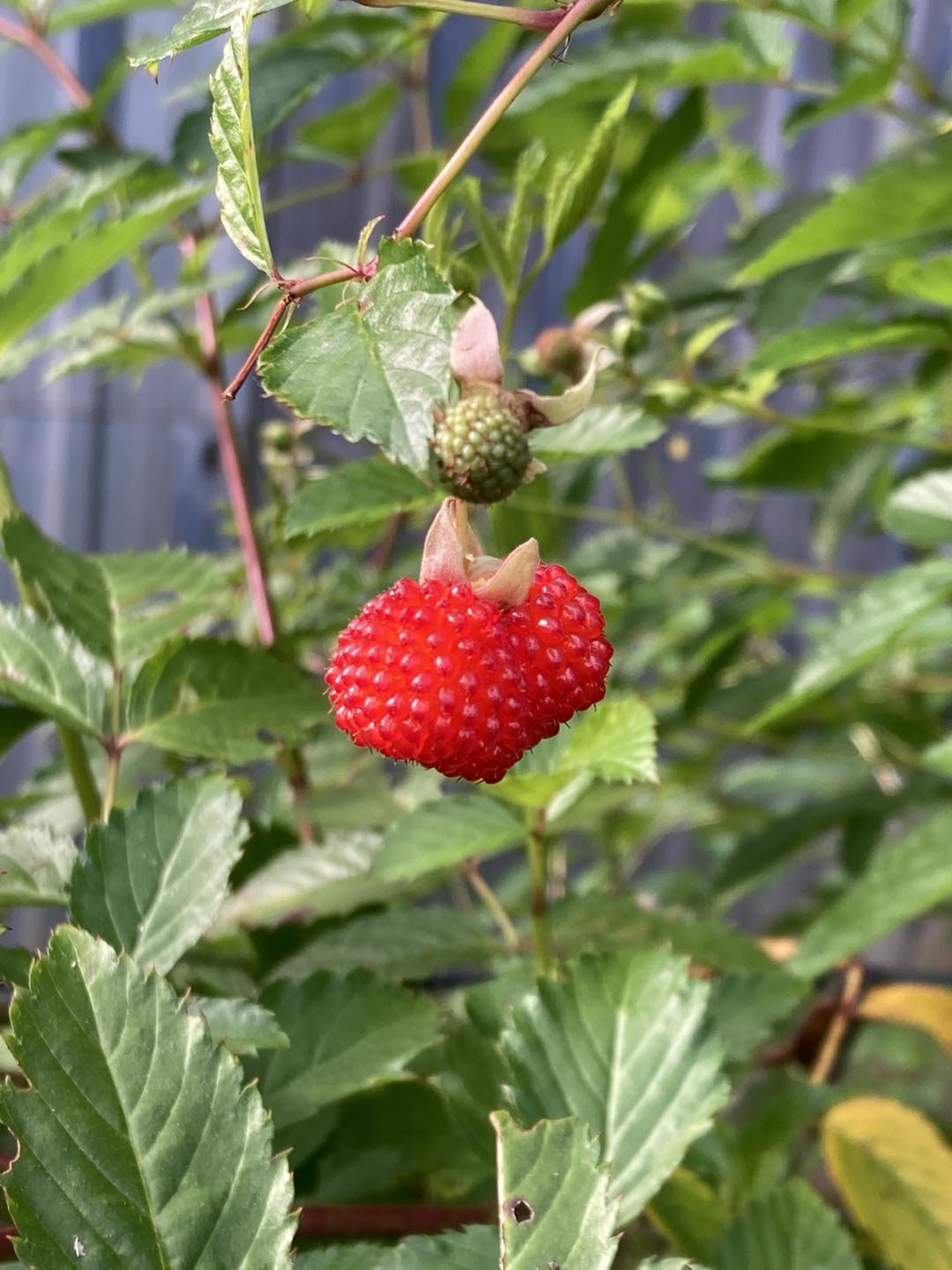 Starling Rise - Atherton Raspberry Rubus probus My... | Facebook