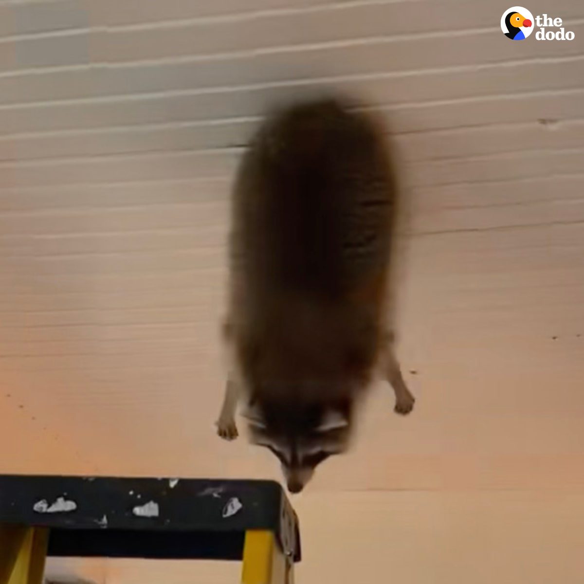 The Dodo - How would you react if you woke up to a raccoon hanging from ...