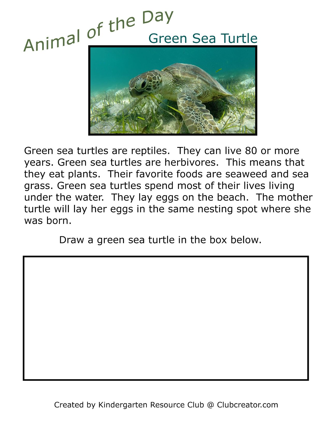 Today's animal of the day is green sea turtle! 🐢 #kindergarten # ...
