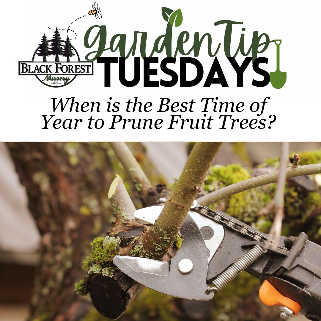 Black - 🌱 Garden Tip Tuesdays: When is the best time of year to prune ...