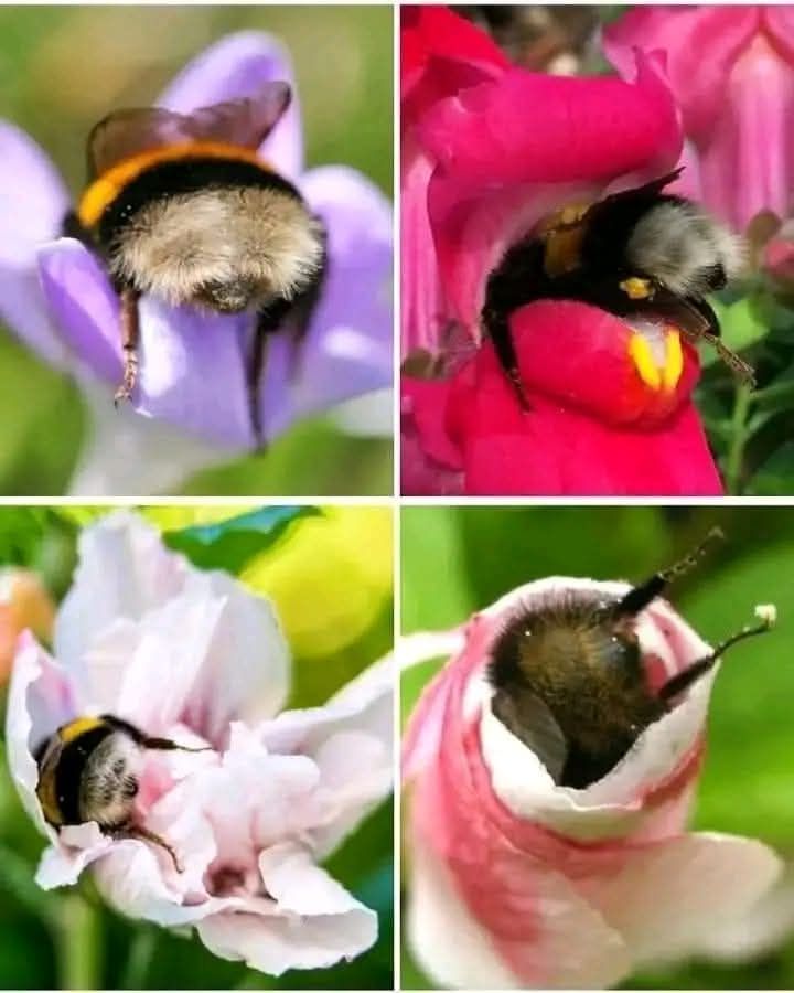 Mountain - 🐝🍯 Bees sleep with their eyes open since they don't have ...
