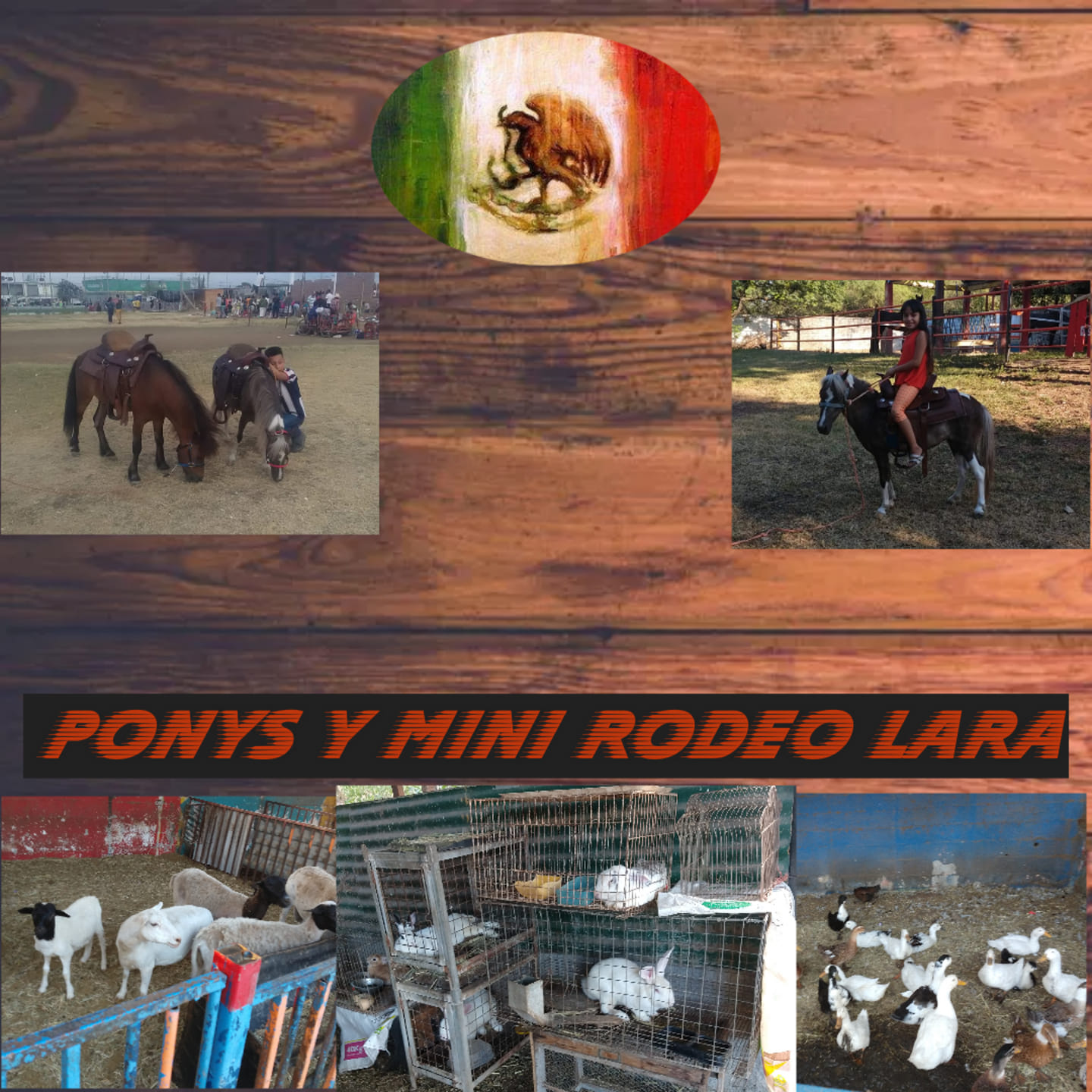 El mes patrio viene con todo 🐴🤠... - Ponys y Mini Rodeo Lara