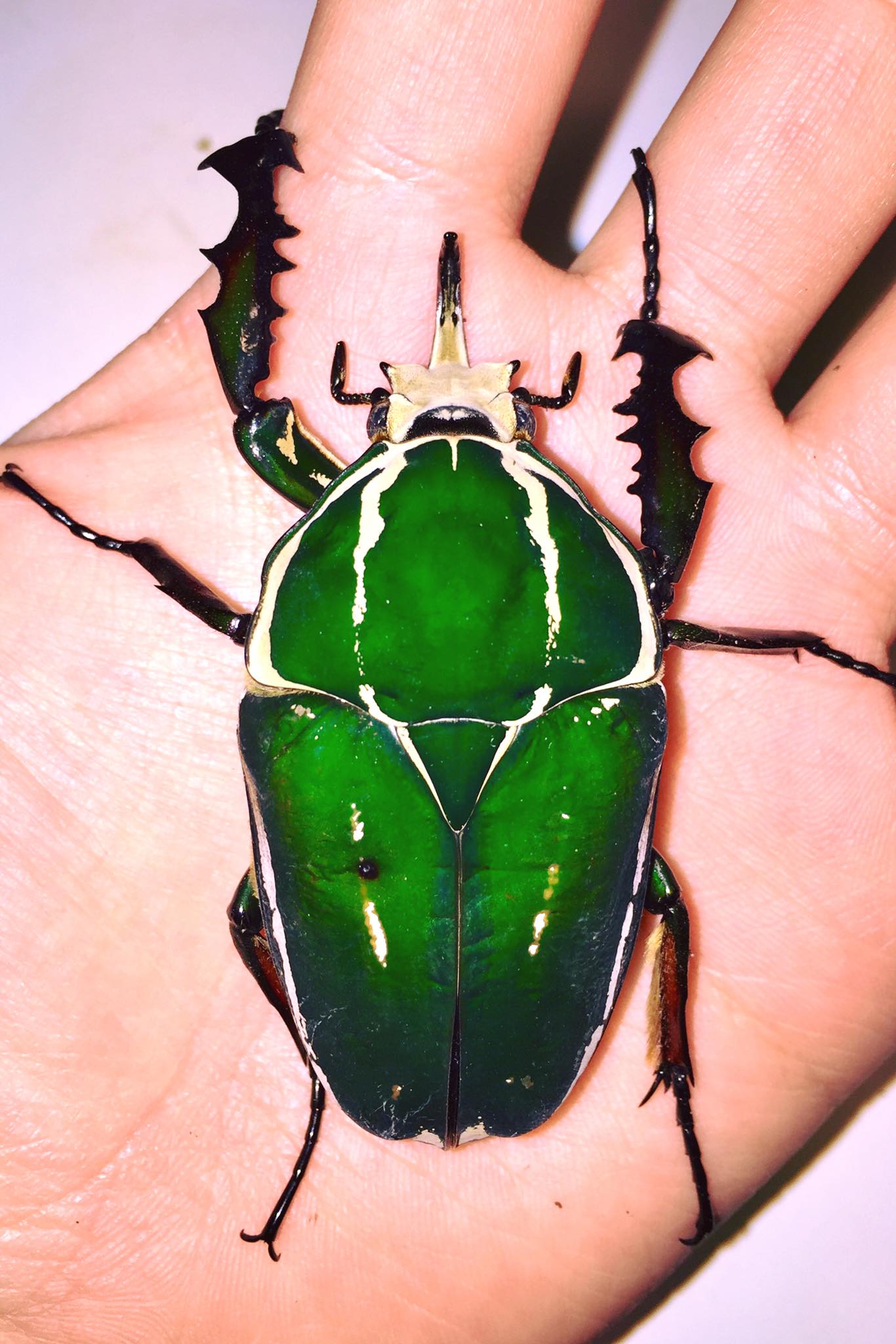Ugandan Flower Beetle, (Mecynorrhina torquata ssp. ugandensis) I
