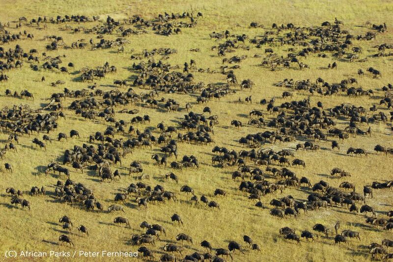 Ntanda Ventures - Safaris in Zambia | Chingola