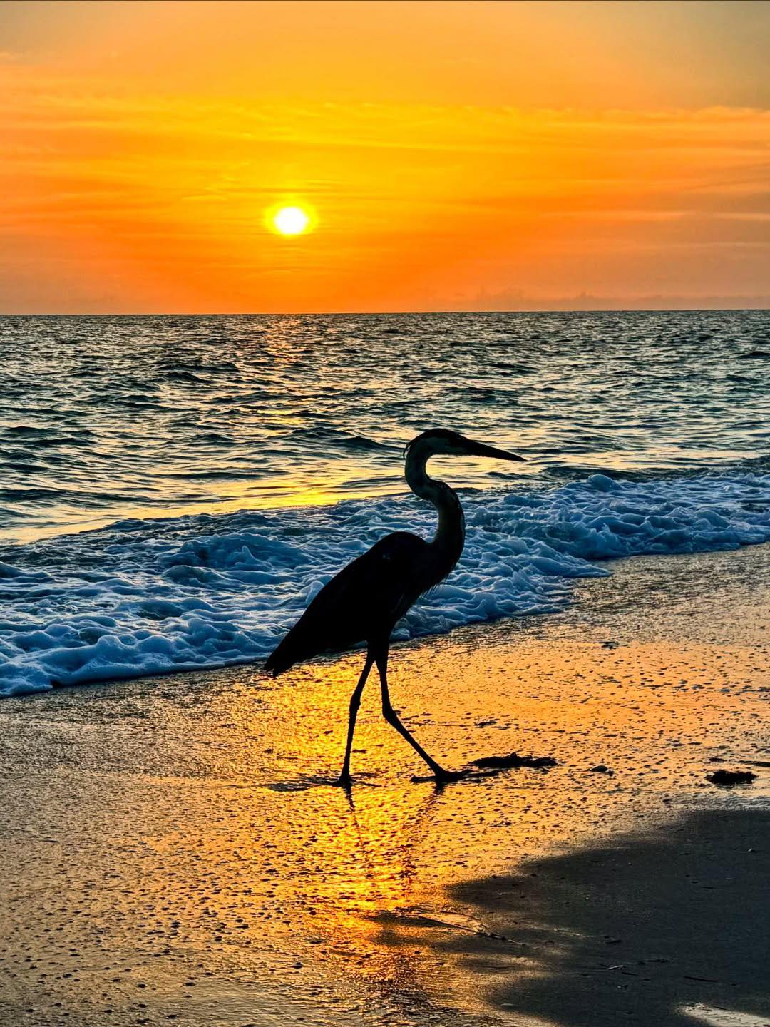 🌅🐦 A heron soaking in the... - Meteorologist Nash Rhodes | Facebook