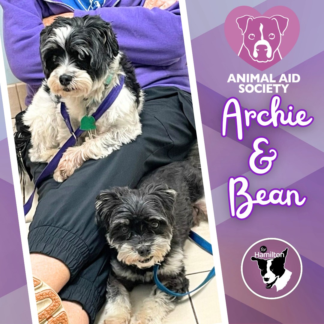 Animal - Our two newest residents of Panda's Place may look all ...