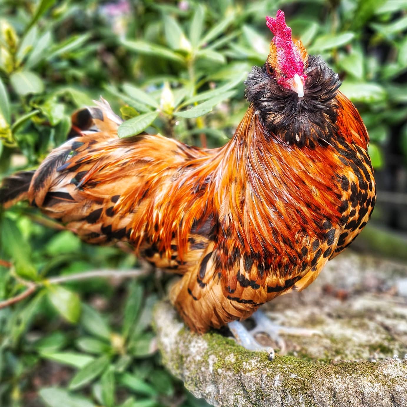 🌟NEW ADDITIONS🌟 Meet our new... - Bevere Rare Breeds | Facebook