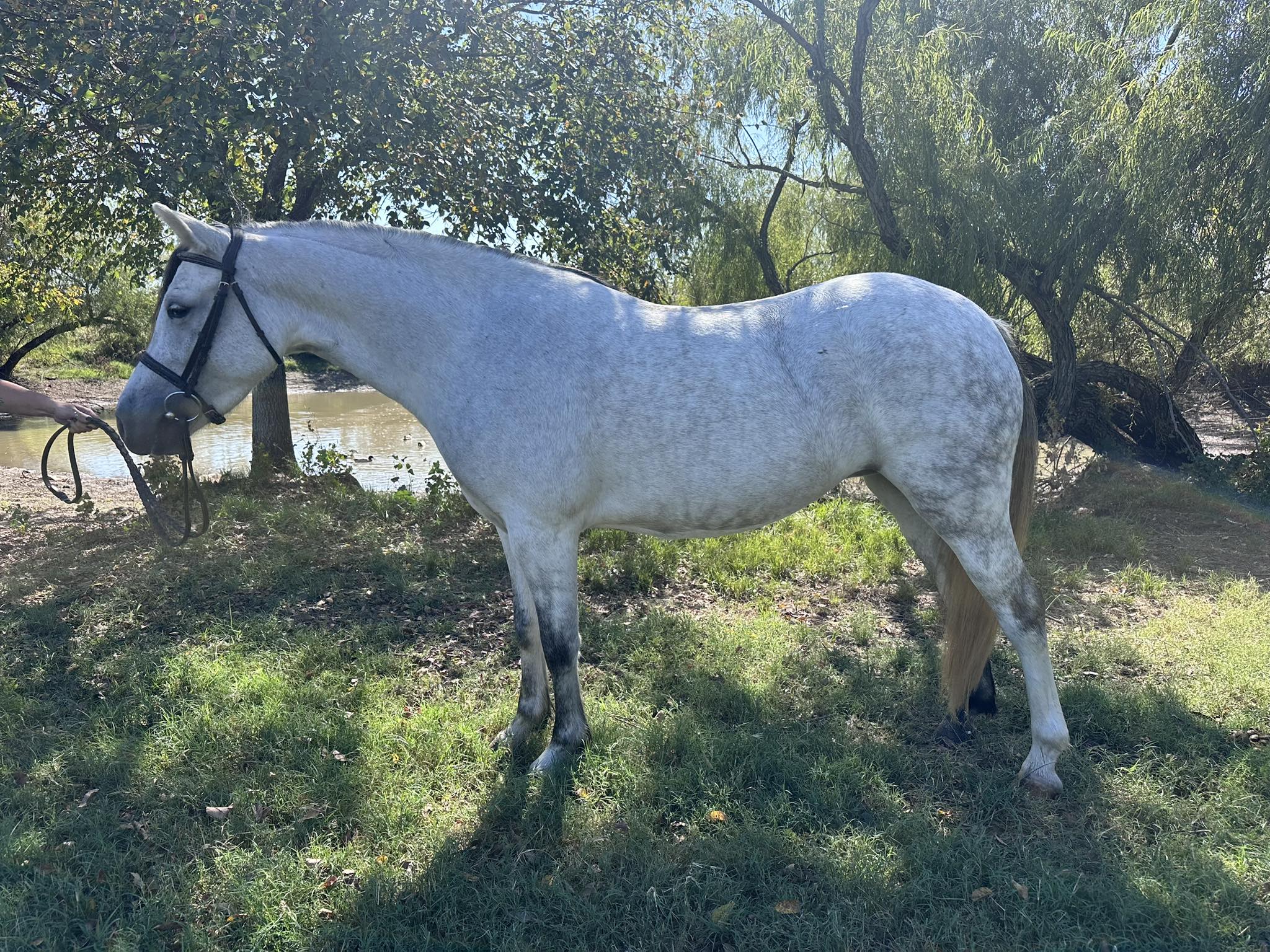 Our sweet Tumbles has officially... - Kickapoo Ponies Texas | Facebook
