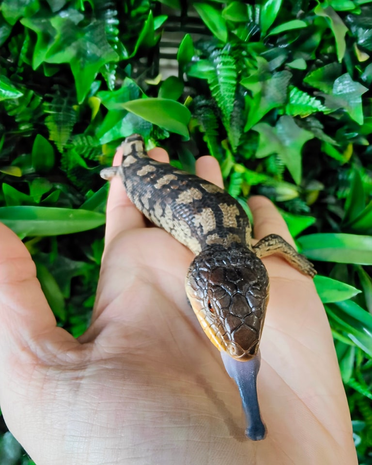 Jurassic - This little Blotched Blue Tongue Lizard is super cute! Show ...